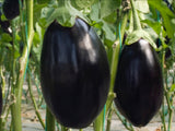 Organic Eggplant