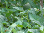 Water Spinach (Kangkong)