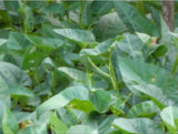 Water Spinach (Kangkong)